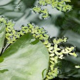 Givaudan category gallery