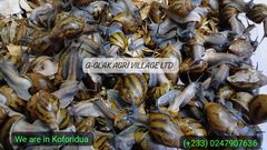 G-GLAK AGRI VILLAGE LTD